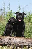 STAFFIE 019